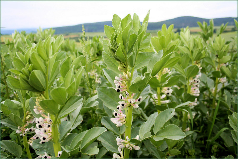 Ackerbohnen in der Blüte Image