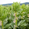 Anbau-Merkblätter Ackerbohnen, Erbsen und Lupinen