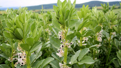 Anbau-Merkblätter Ackerbohnen, Erbsen und Lupinen