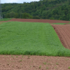 Erosionsschutzstreifen mit Weidelgras