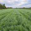 WRRL Main-Kinzig-Kreis: Feldbegehung zur Etablierung von Teff-Gras, 22.09.2023