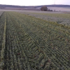 Witterungsverhältnisse optimal genutzt: Bei Frost gewalzte Zwischenfrucht