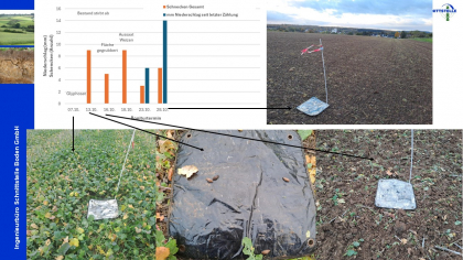 Ergebnisse Schneckenmonitoring unter Winterweizen