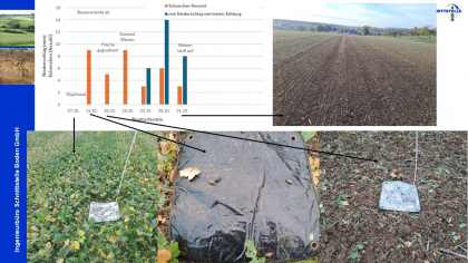 Ergebnisse Schneckenmonitoring unter Winterweizen