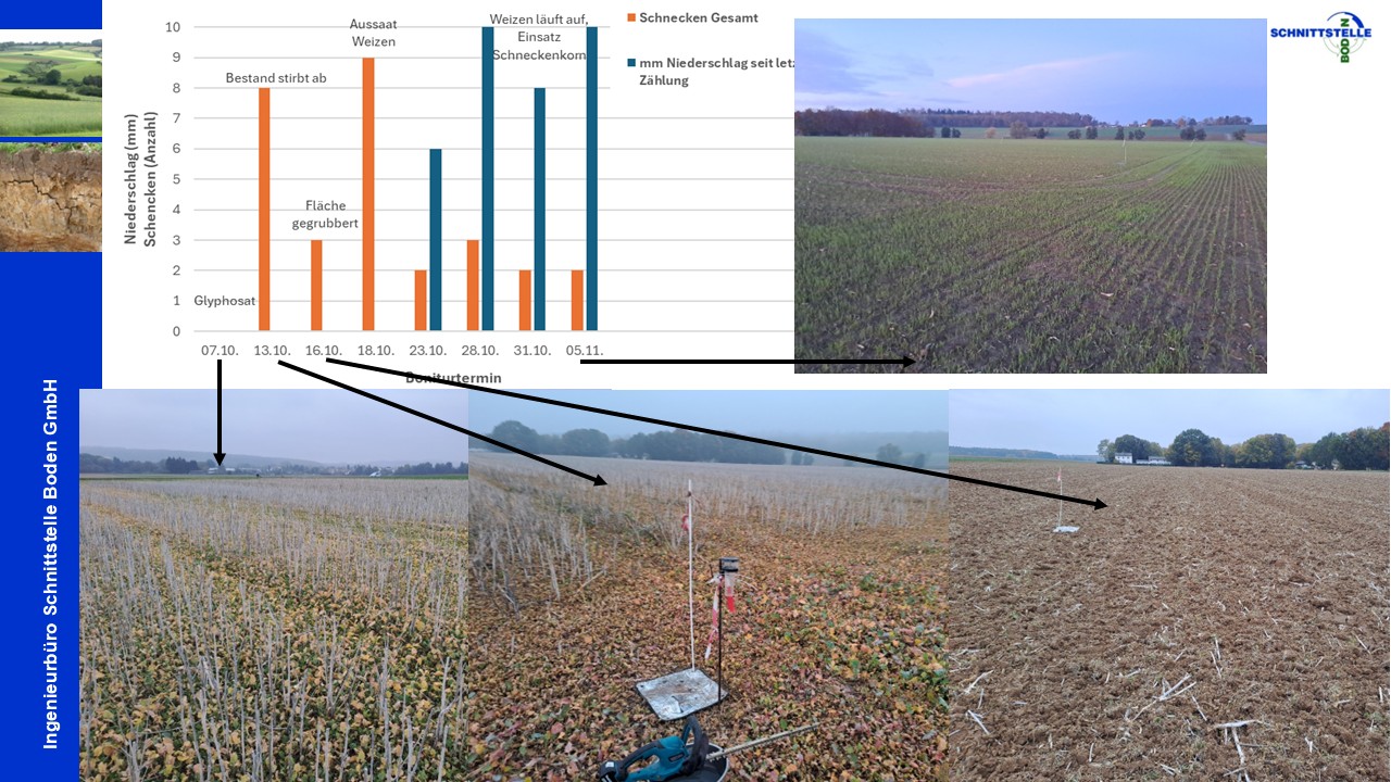 Anzahl der gefunden Schnecken (orangener Balken) und der gefallene Niederschlages seit dem letzten Boniturtermin (blauer Balken) in mm. Über den Balken der Grafiken ist der Entwicklungszustand des Rapses/Weizens zum jeweiligen Datum dargestellt. Image