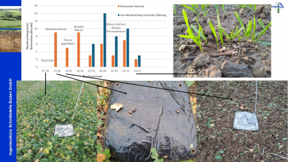 Ergebnisse Schneckenmonitoring unter Winterweizen