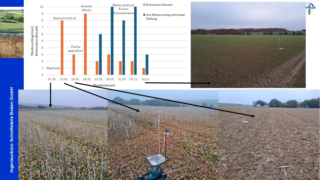 Anzahl der gefunden Schnecken (orangener Balken) und der gefallene Niederschlages seit dem letzten Boniturtermin (blauer Balken) in mm. Über den Balken der Grafiken ist der Entwicklungszustand des Rapses/Weizens zum jeweiligen Datum dargestellt. Image