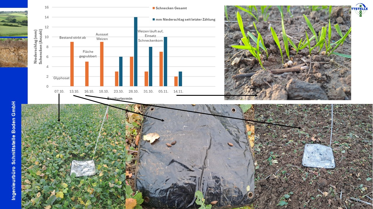 Anzahl der gefunden Schnecken (orangener Balken) und der gefallene Niederschlages seit dem letzten Boniturtermin (blauer Balken) in mm. Über den Balken der Grafiken ist der Entwicklungszustand des Rapses/Weizens zum jeweiligen Datum dargestellt. Image